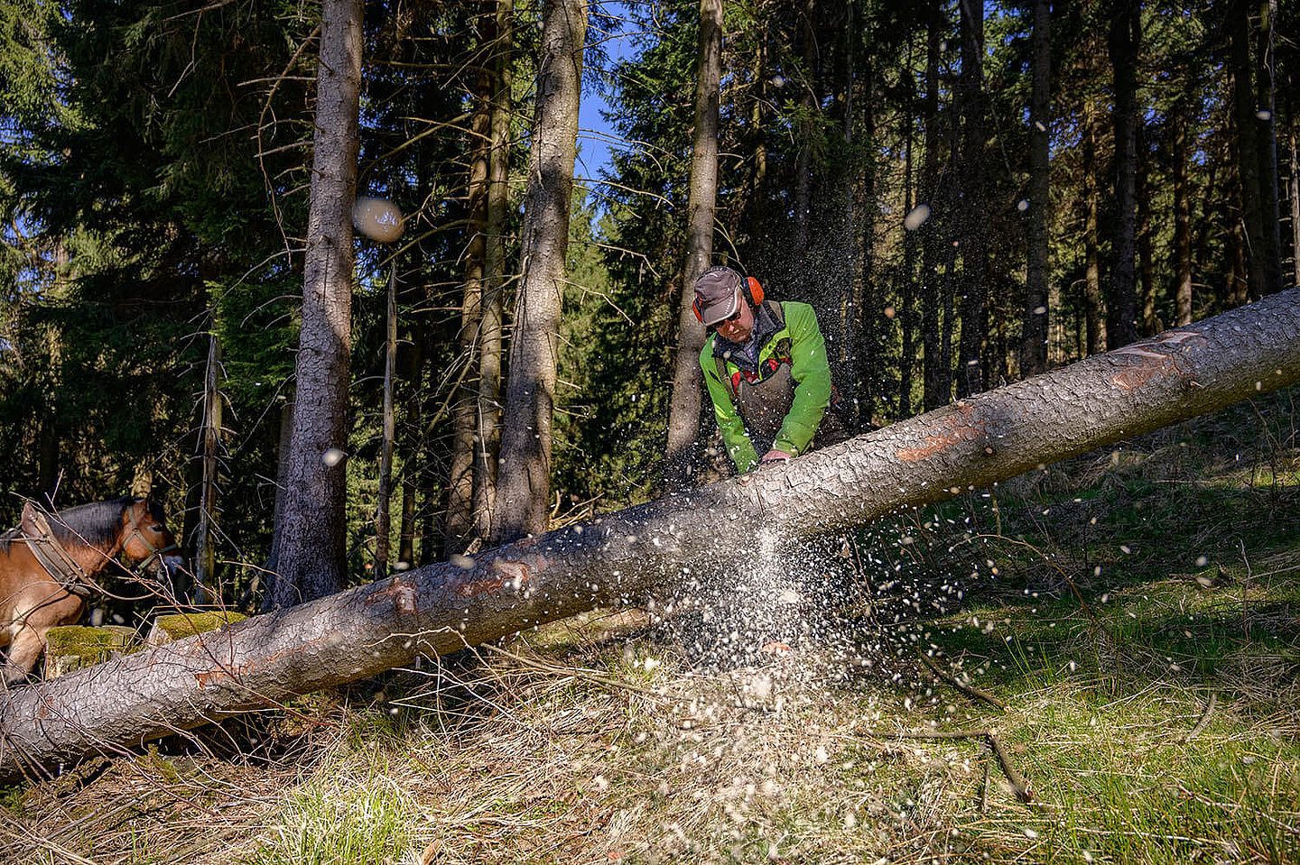 a forest worker cuts a tree trunk with a chainsaw