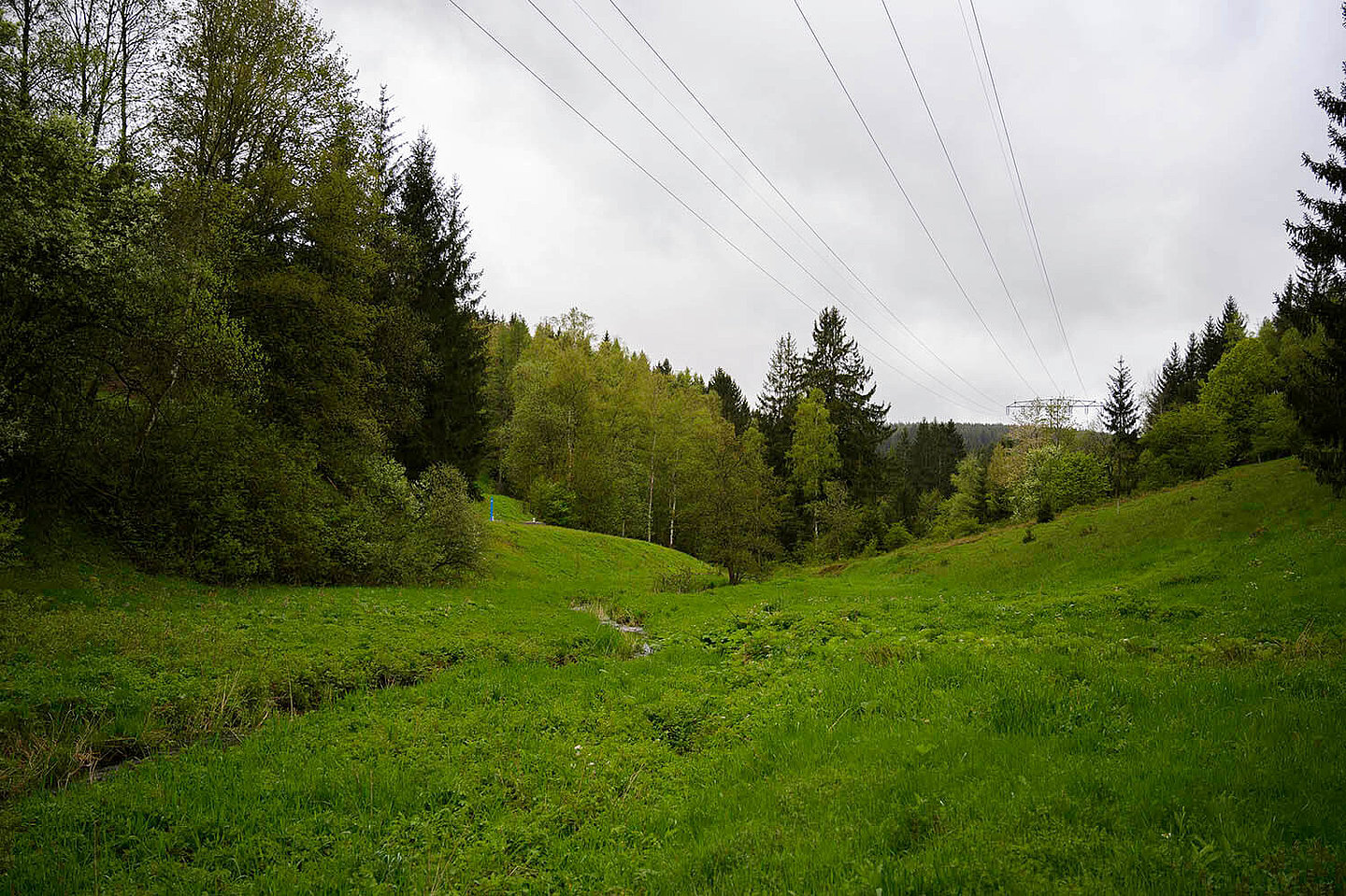 Blick durch ein kleines im Wald liegendes Tal, in dem ein kleiner Bach fließt