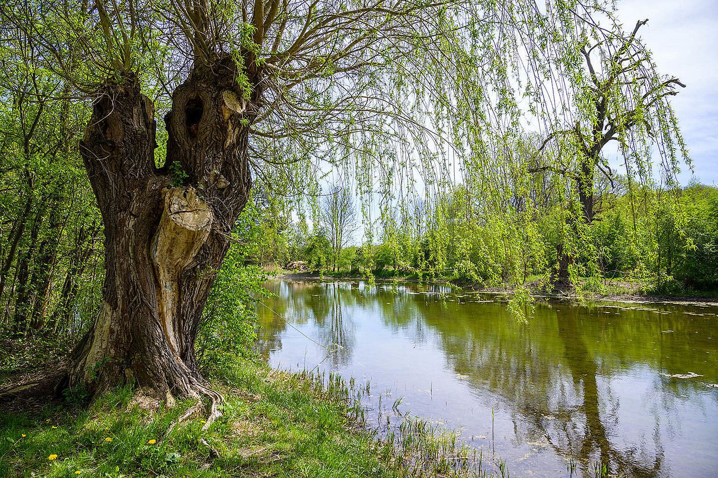 Eine grüne Weide neigt sich über das trübe Wasser eines Teiches