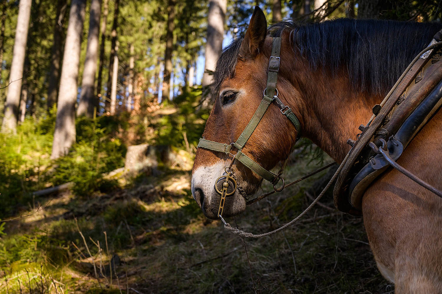  a horse stands peacefully in the forest