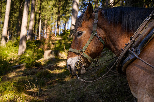 ein Pferd steht friedlich im Wald