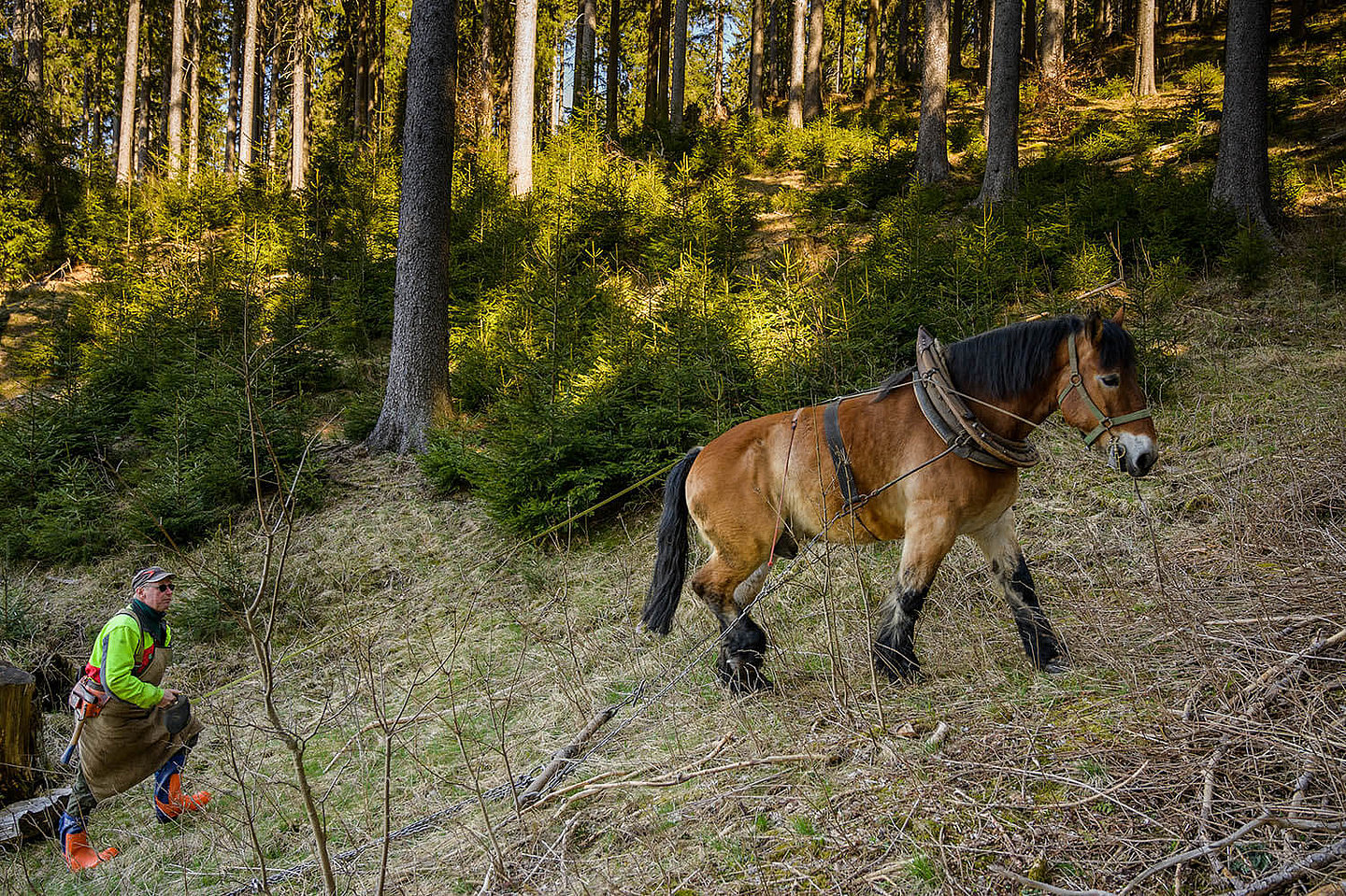 a horse helps a woodsman up a hill in the woods