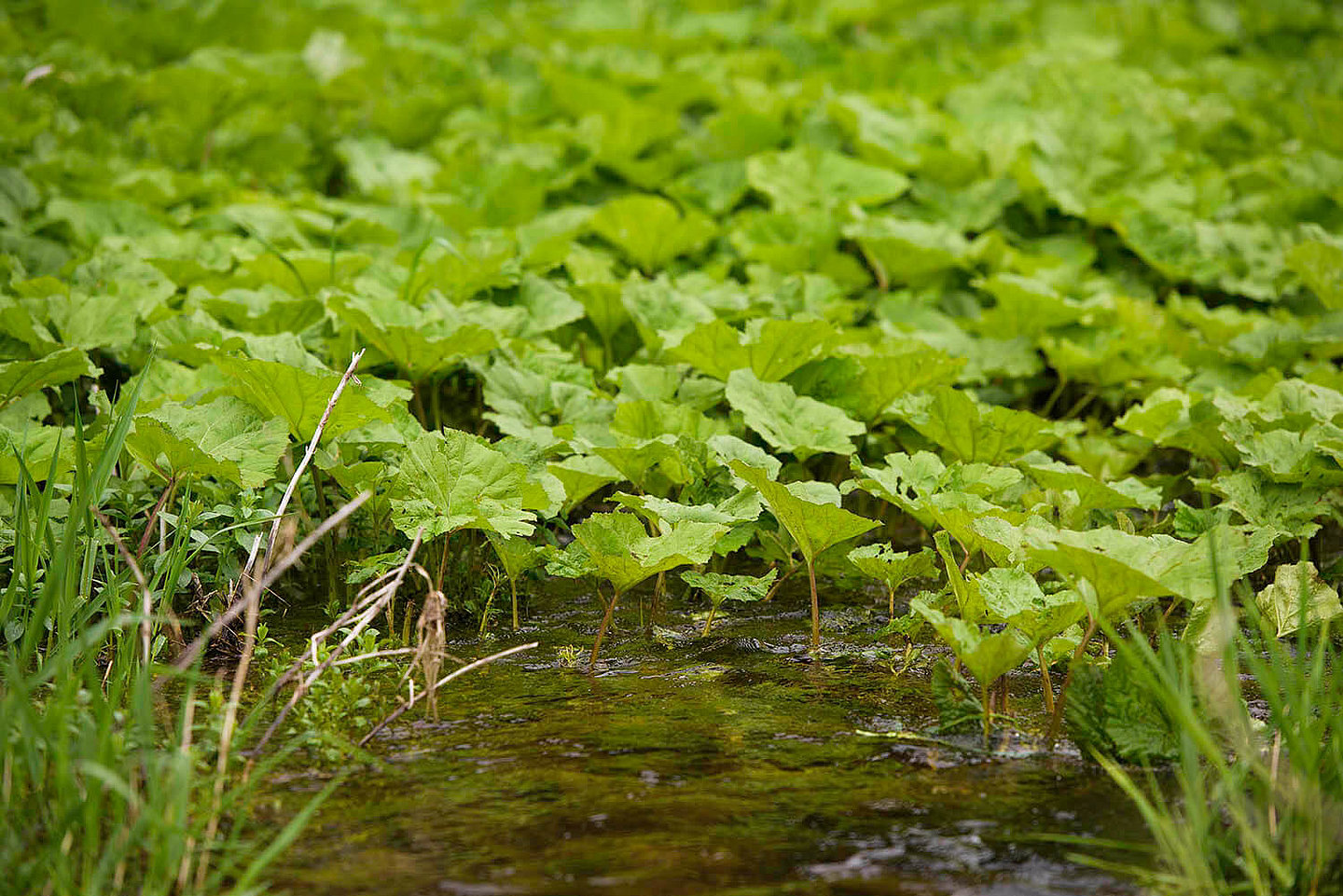  small plants grow in a shallow body of water
