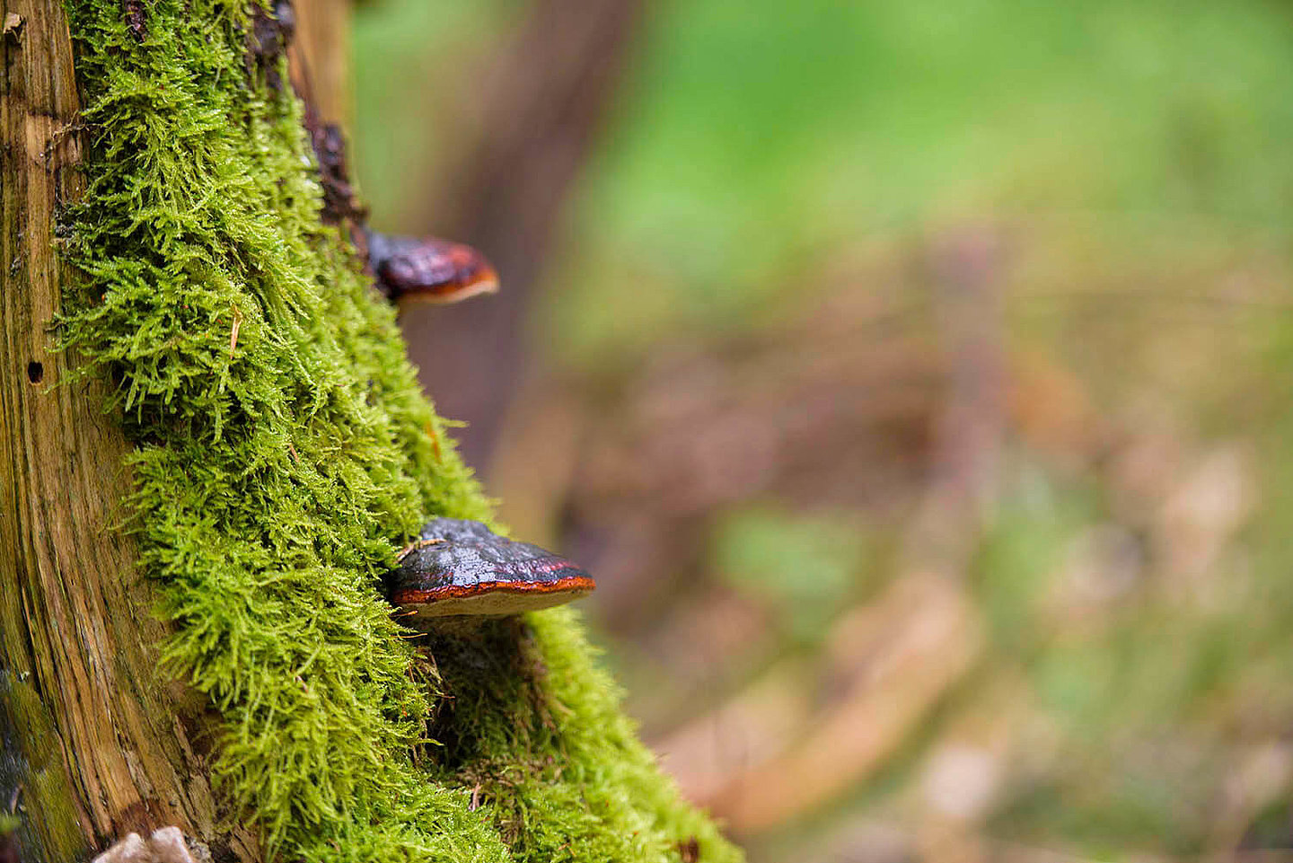  Mushrooms are growing on a moss-covered tree trunk