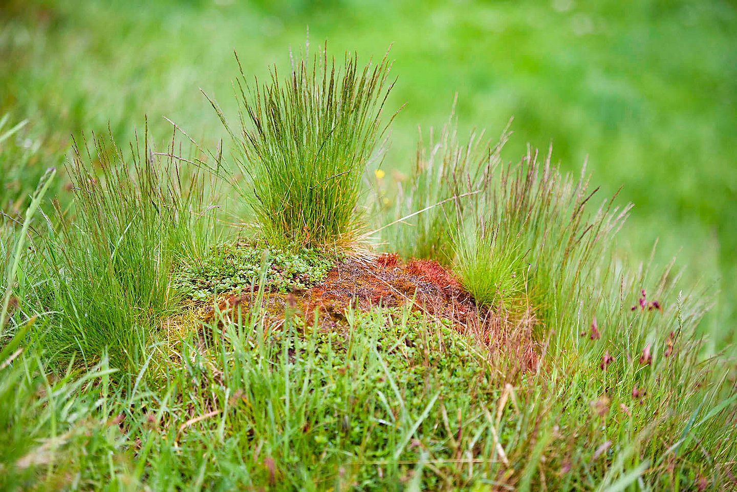  Tussocks of grass in a meadow
