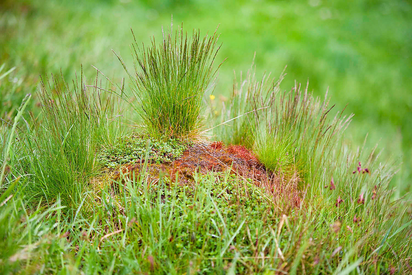 Grasbüschel auf einer Wiese