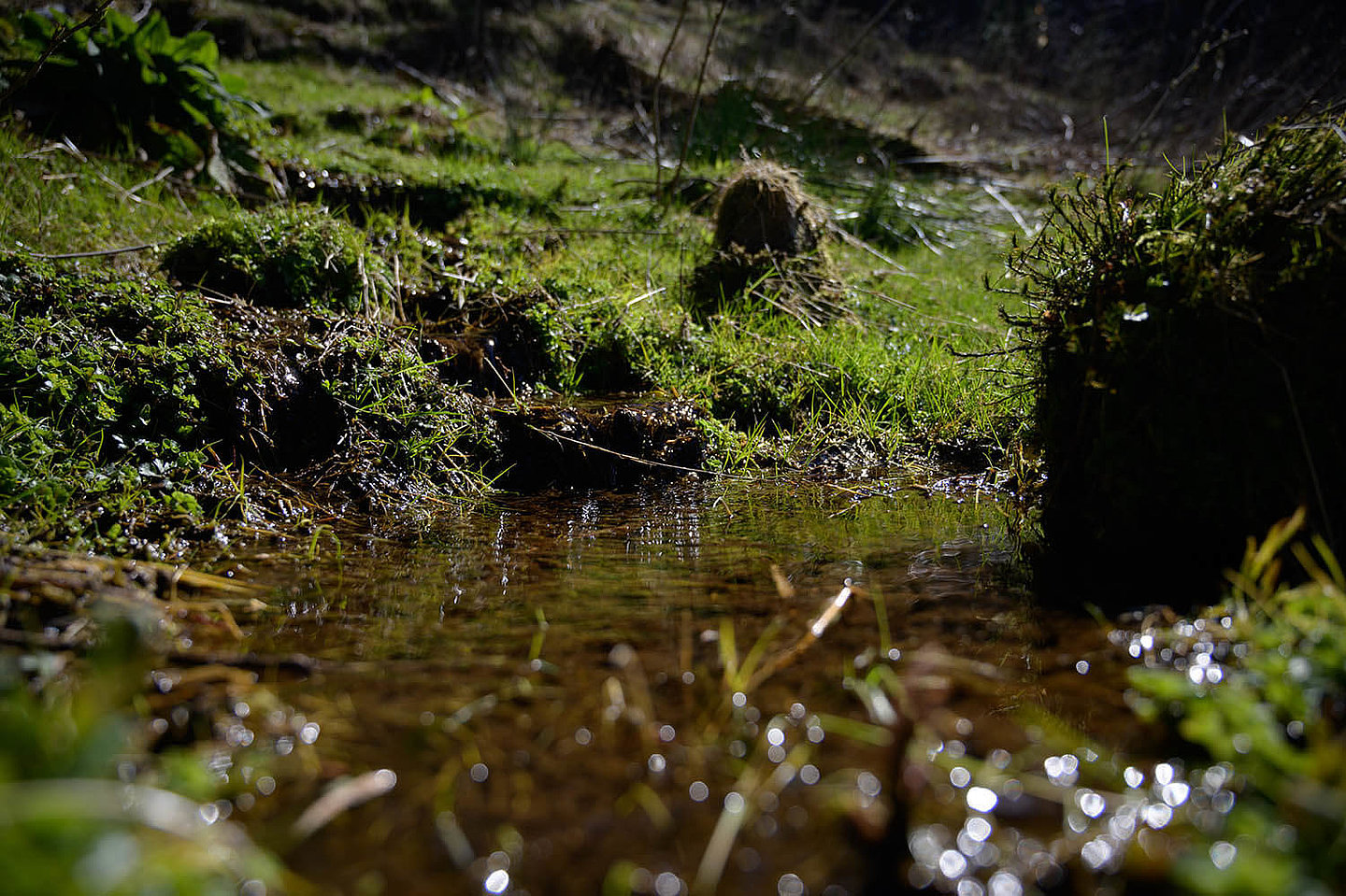  water has accumulated in a small depression in the forest