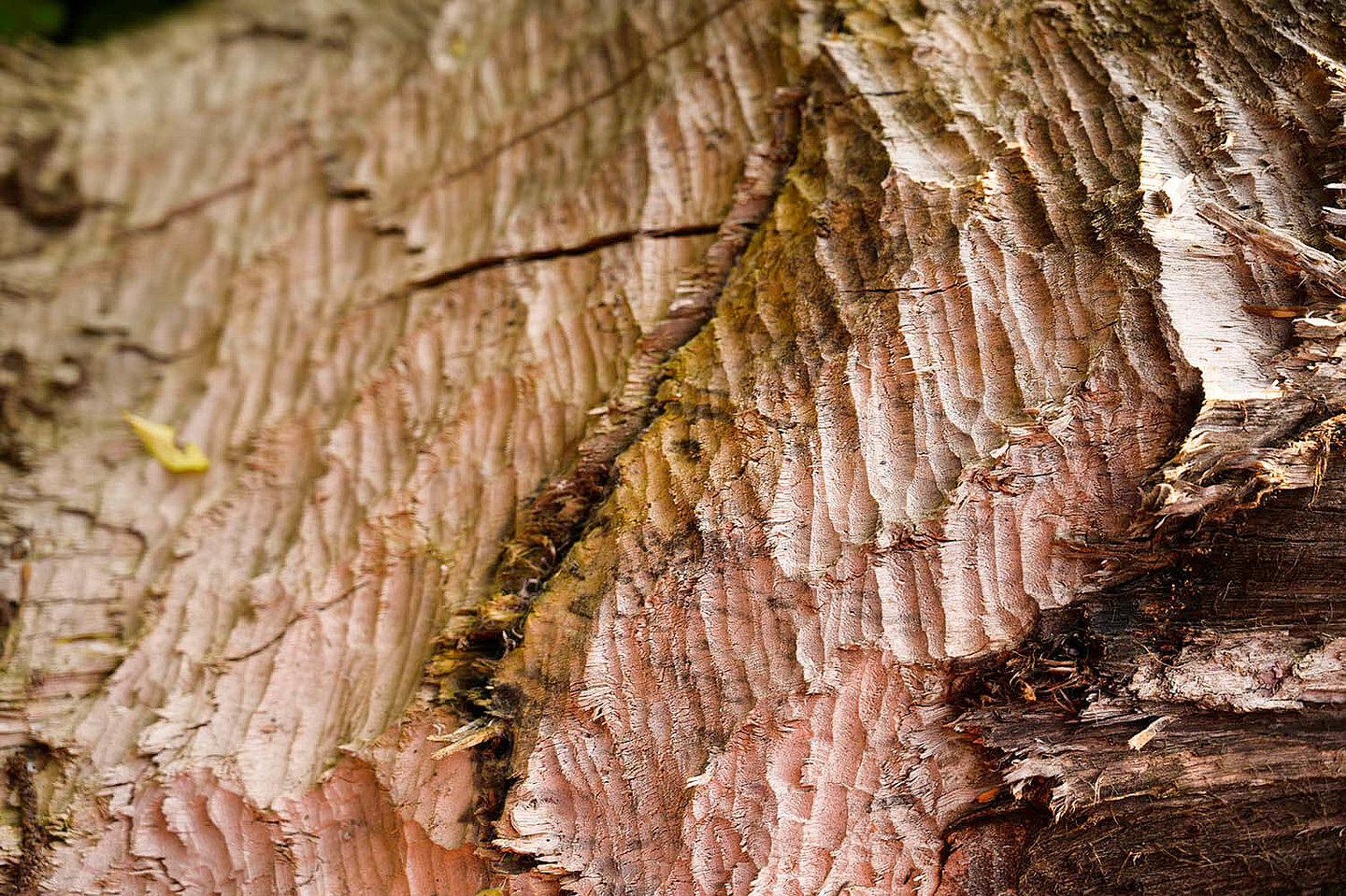 von Bibern angefressenes Holz