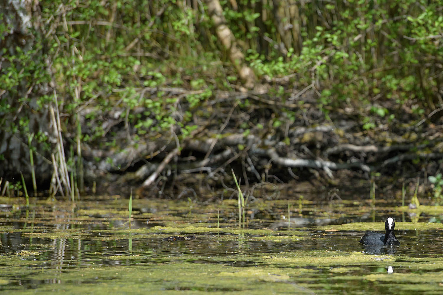 a great crested grebe swims in an overgrown pond