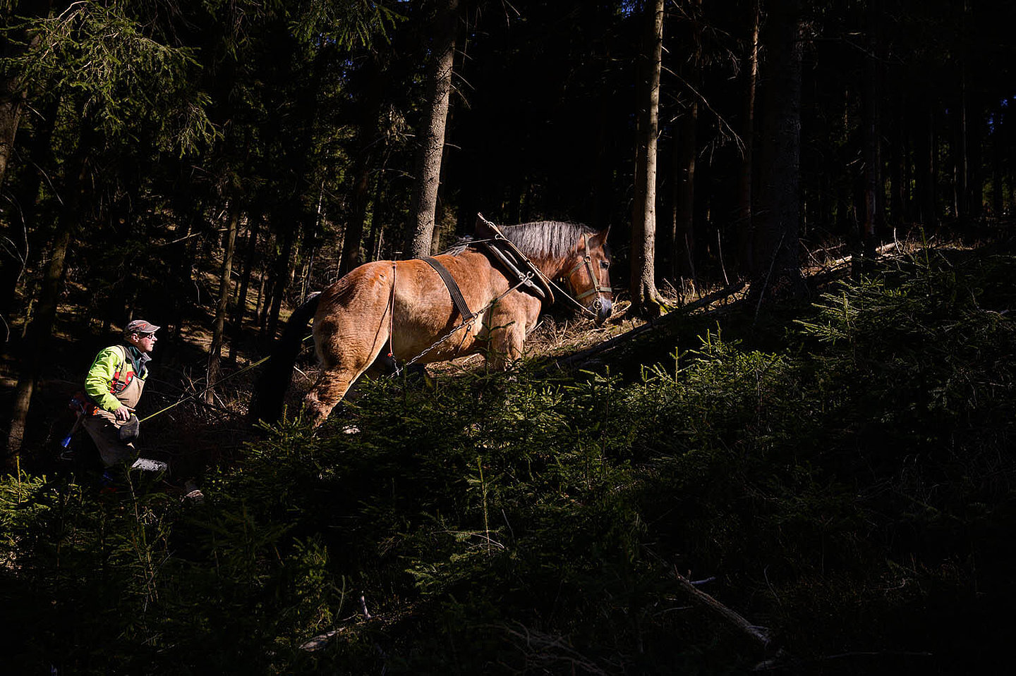 a horse helps a woodsman up a hill in the woods