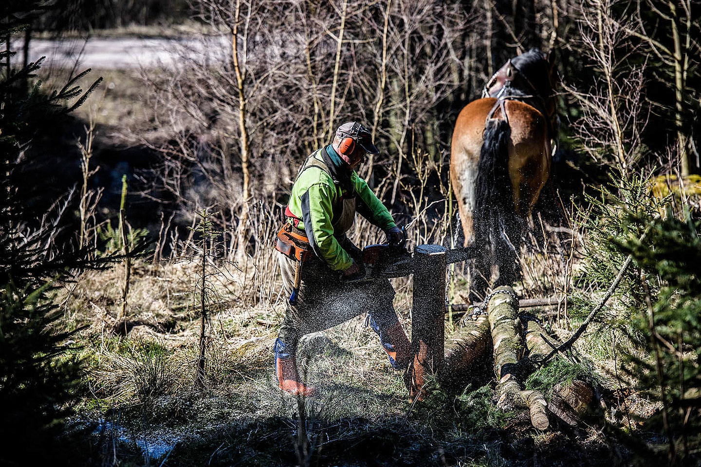 a man saws wood with a chainsaw and a horse is waiting to carry the wood away