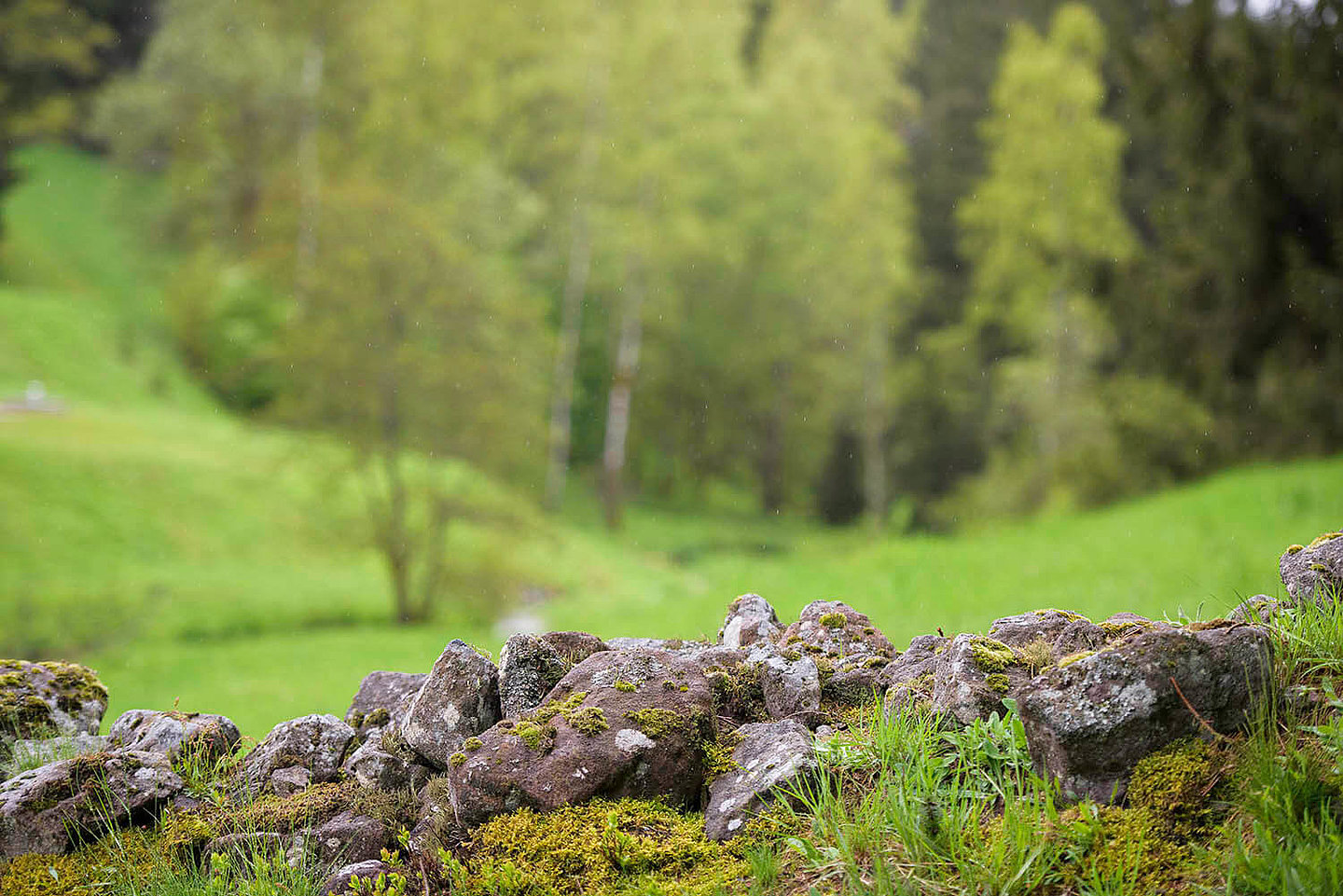 bemooste Steine liegen auf einer Waldwiese