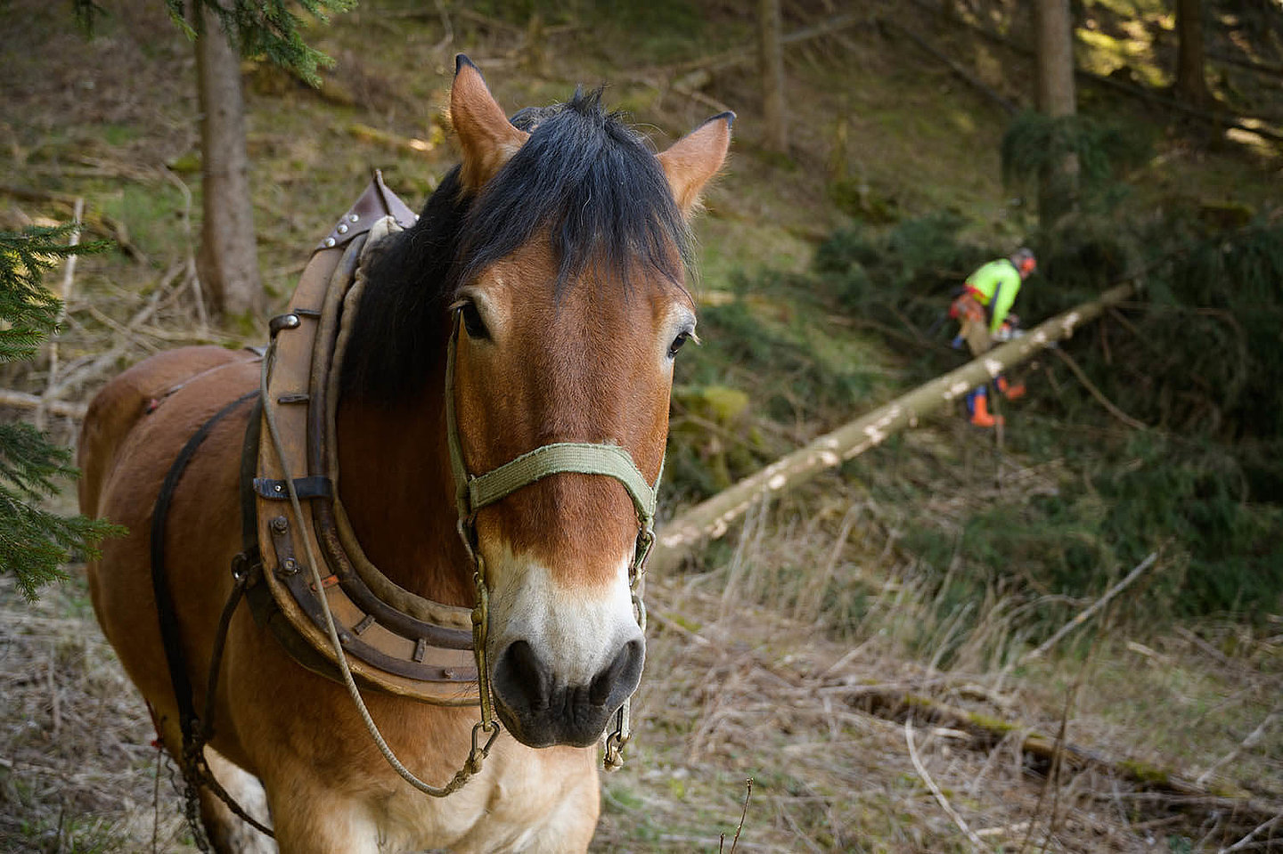 in the background of a horse standing in the forest, a forest worker is pruning a tree