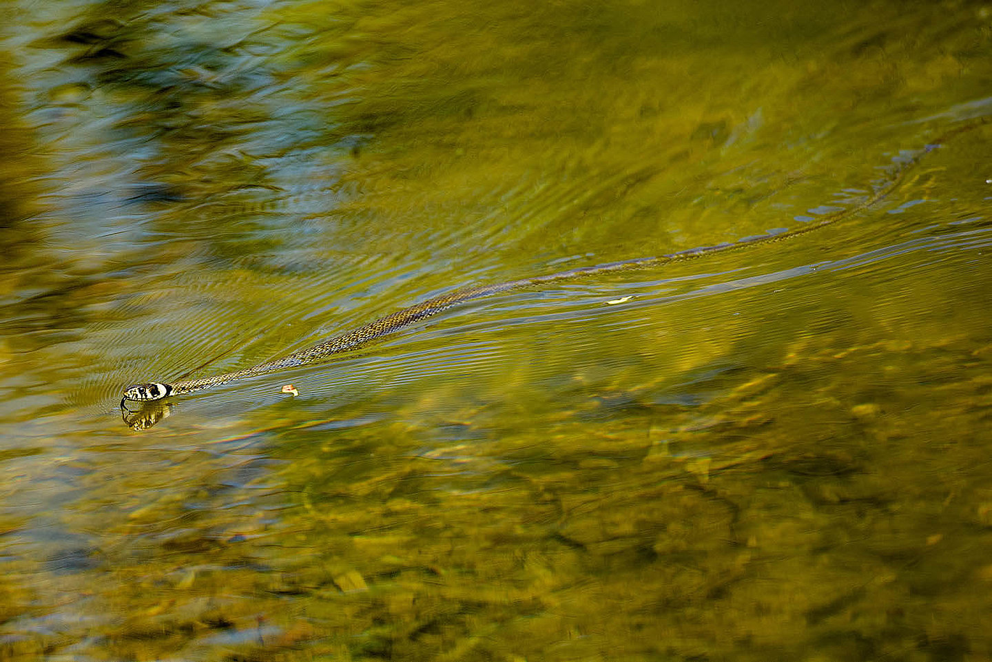 [Translate to English:] eine Ringelnatter schwimmt durch das Wasser