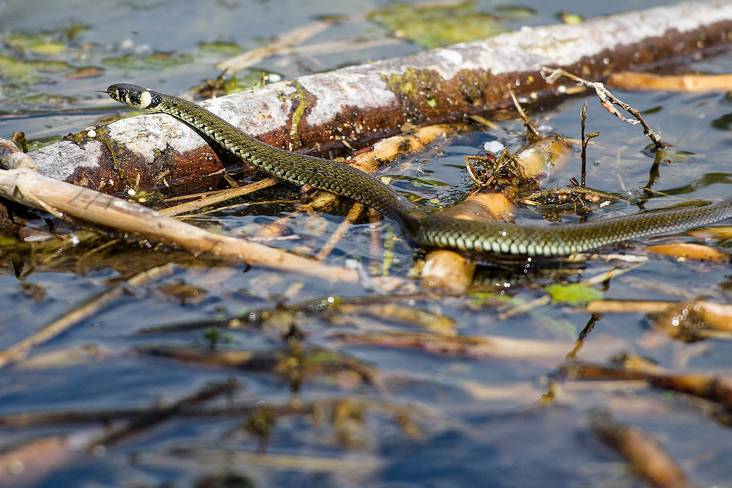 a grass snake slithers over wood floating in the water