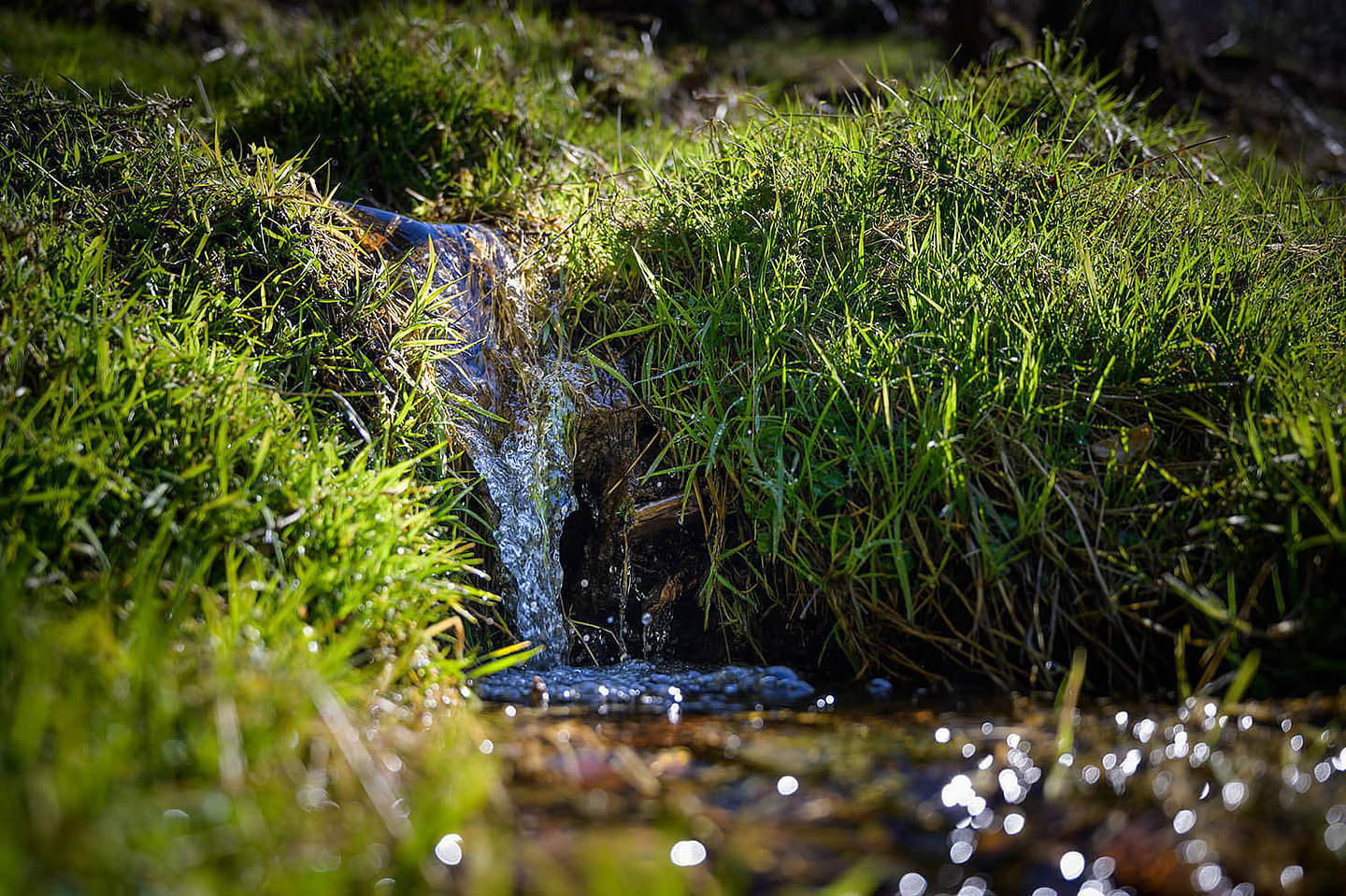 ein kleiner Bach läuft im Wald über eine Wiese